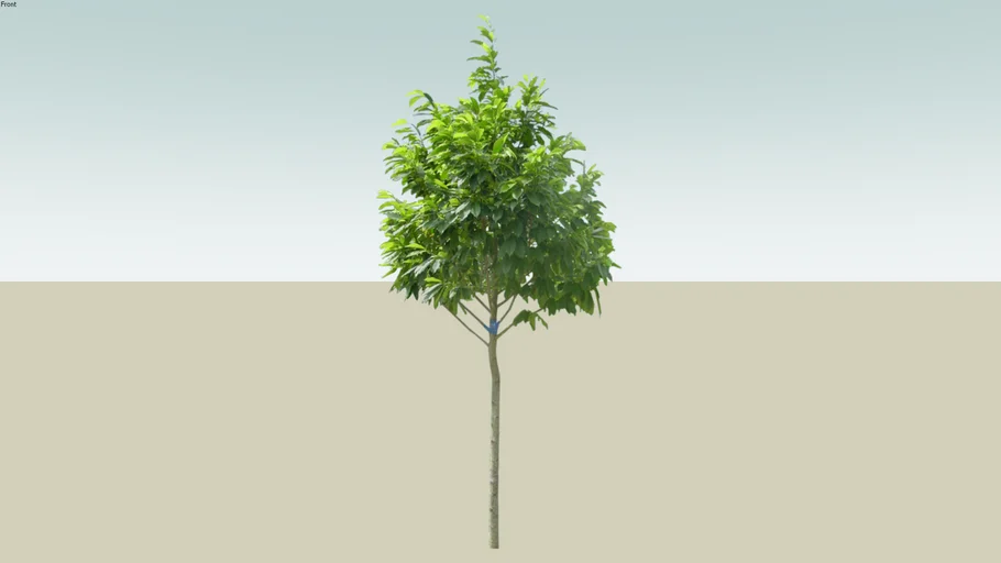Small tree | 3D Warehouse