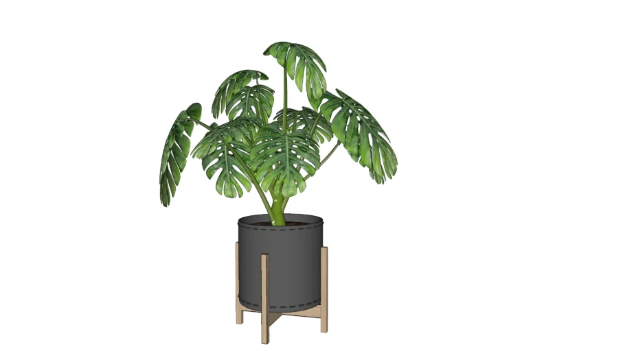 Planta tanaman pot 12