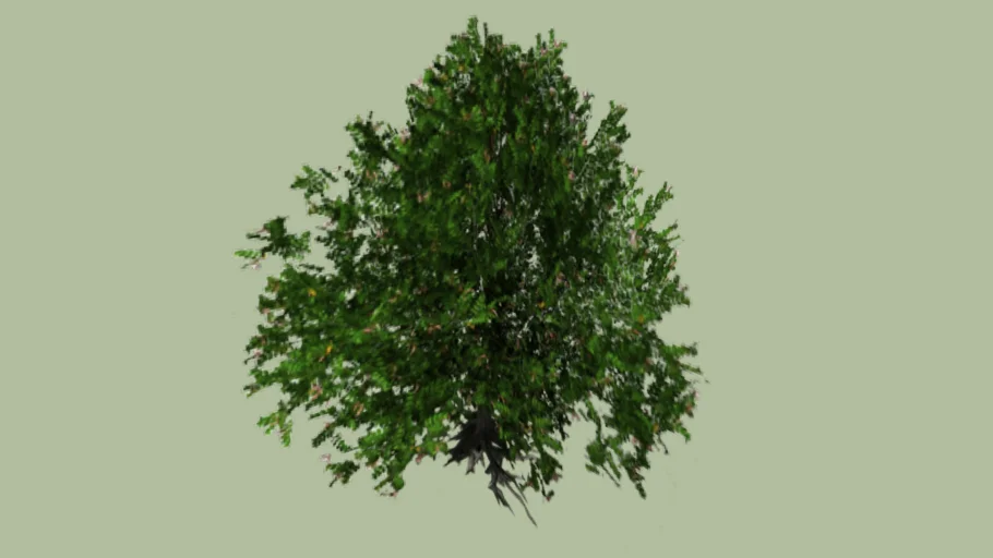 Grey Mangrove (Avicennia marina)_2