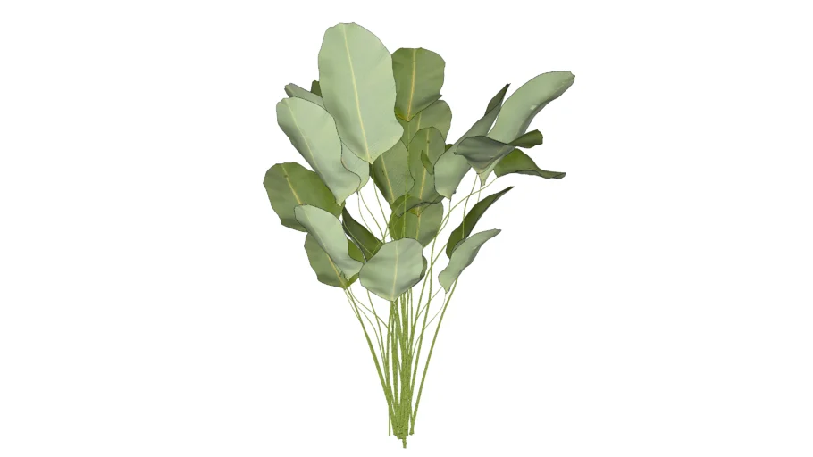 calathea