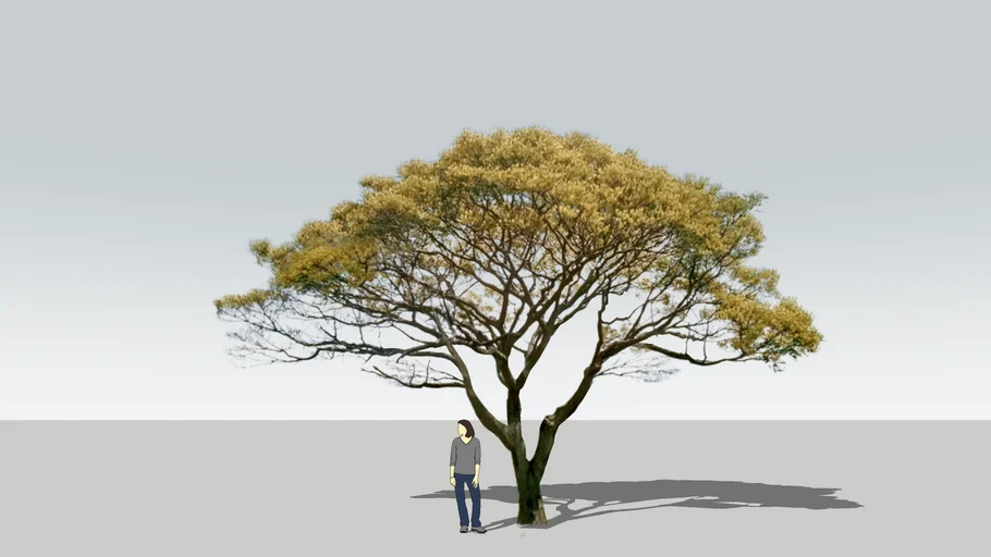 Guapuruvu tree, Schizolobium parahyba