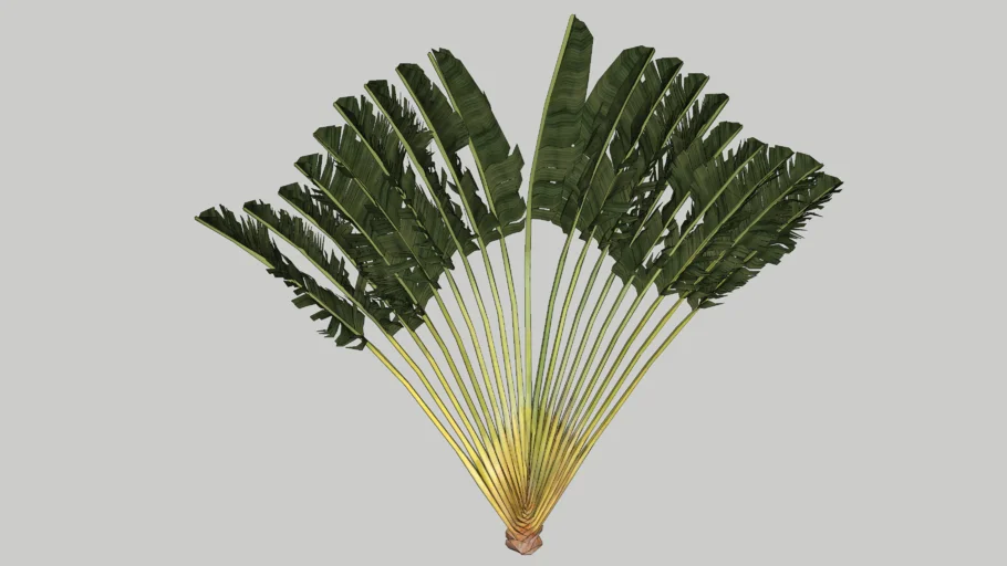 Cây cảnh