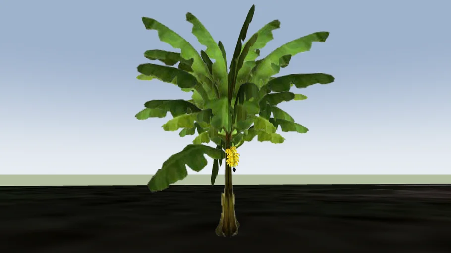 Banana Tree