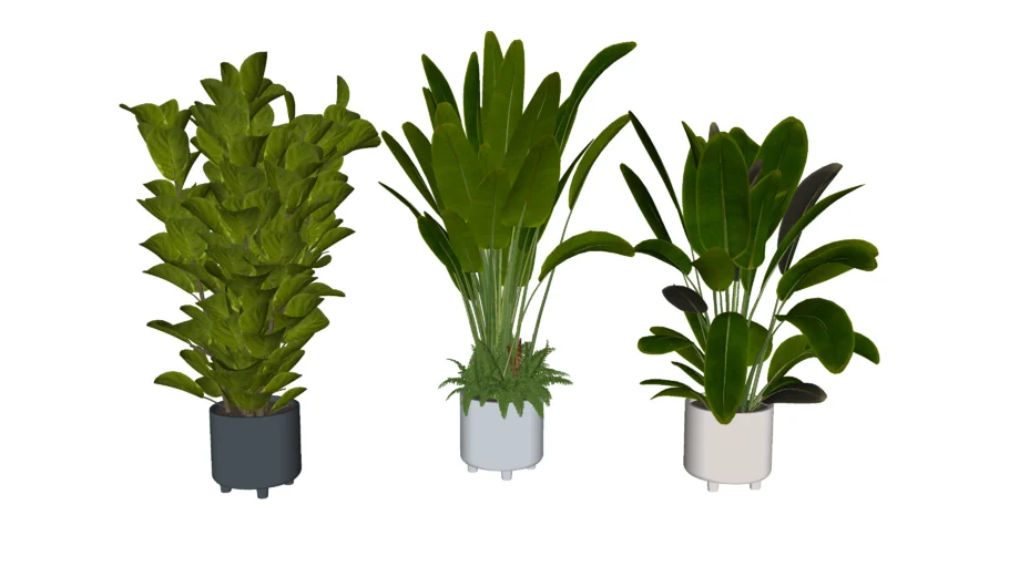 CECILIA FICONSTONE INDOOR PLANTS