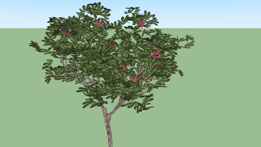Jasmin Manga - Red Frangipani (Plumeria Rubra)