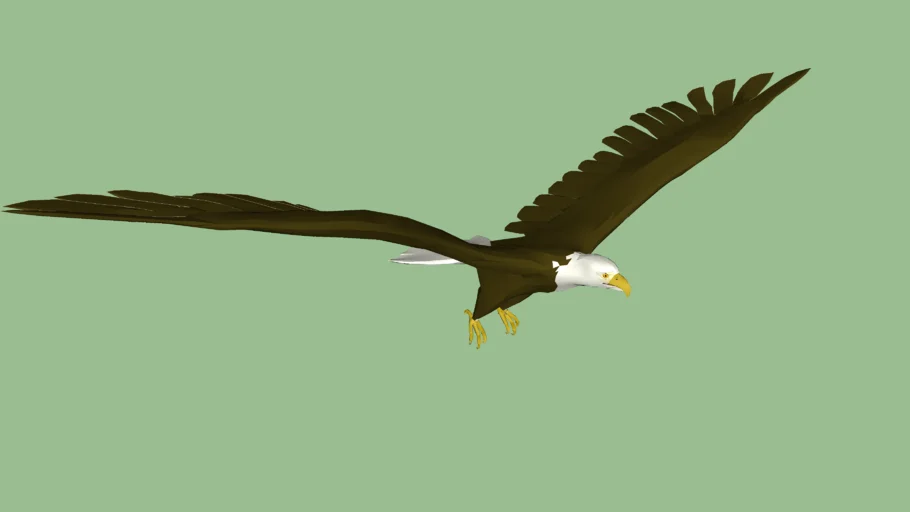 Bald Eagle