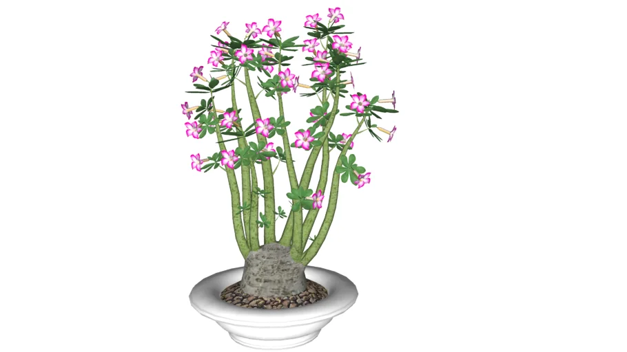 Adenium