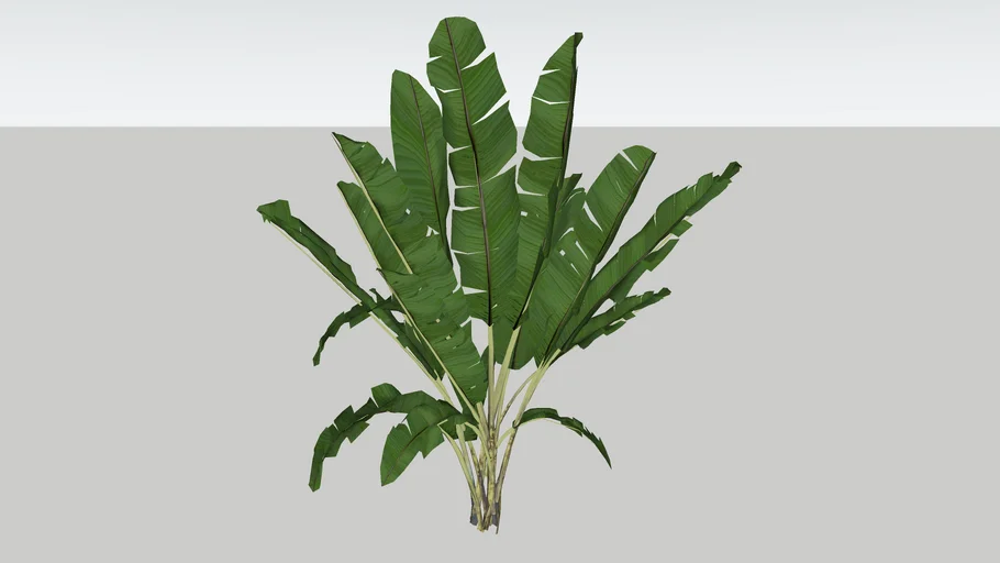 Bananeira Ornamental Musa Ornata