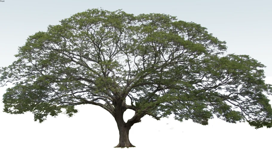 arbol