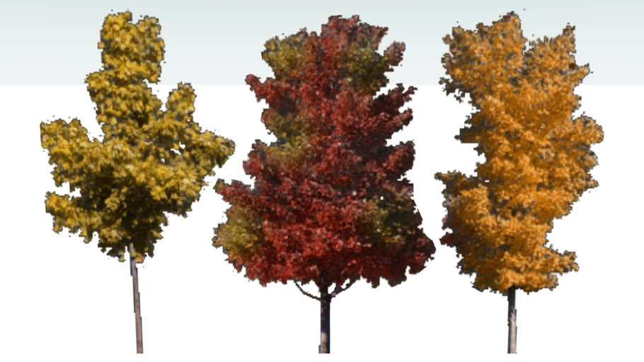 fall trees