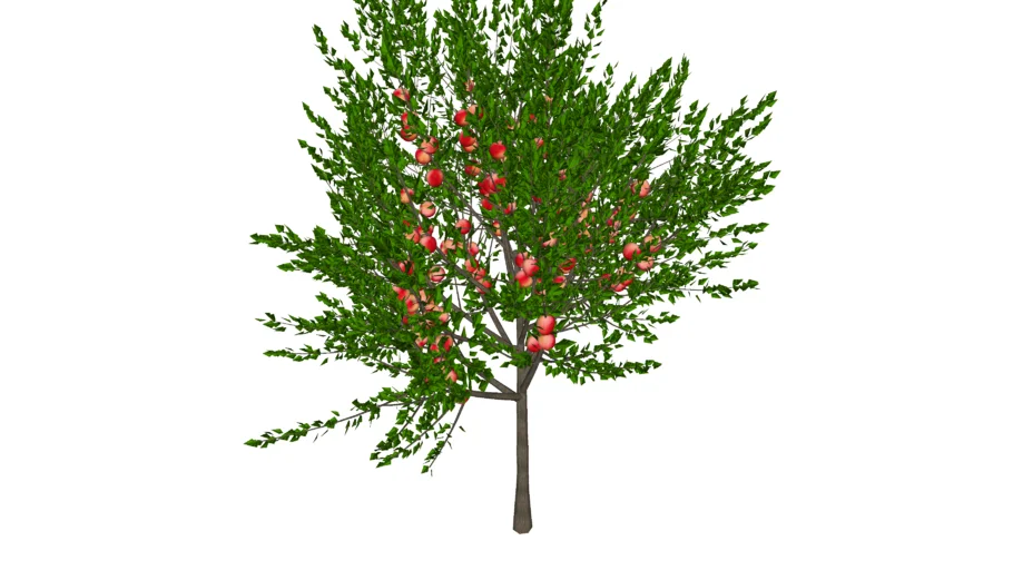 peach tree 3d