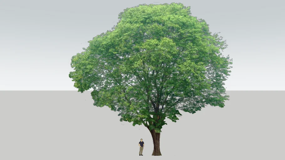 Rosewood Tree / Pterocarpus Indicus / Pohon Angsana