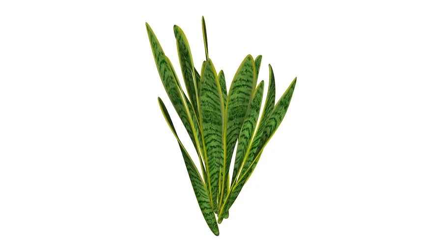 Espada-de-São-Jorge (Dracaena trifasciata)_Paisagismo
