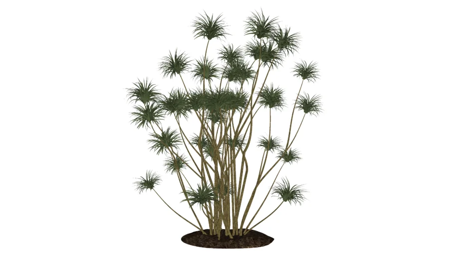 Dracena Marginata