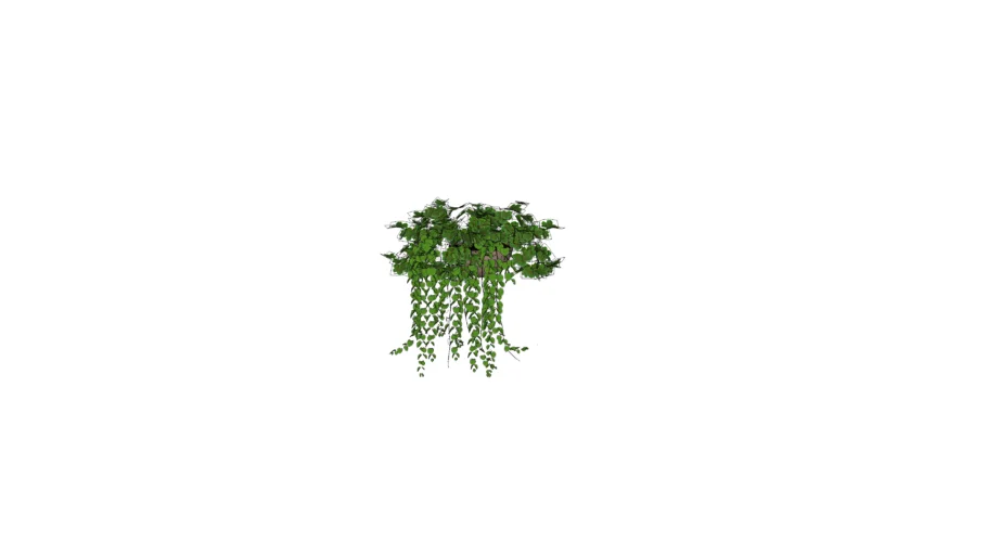 plantas colgantes