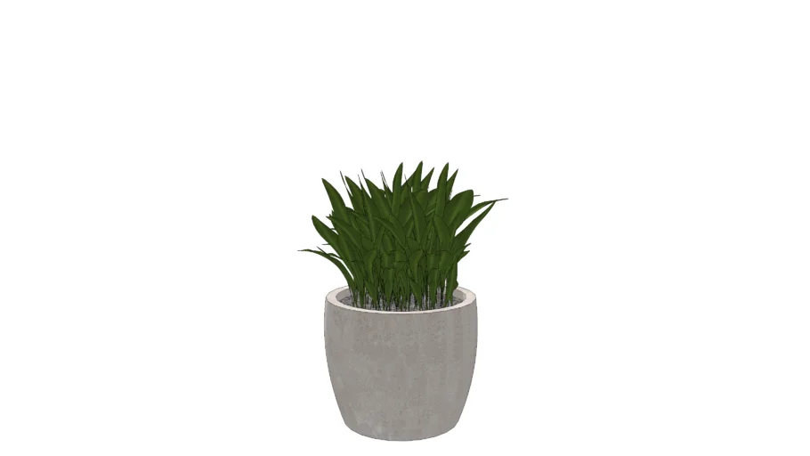 pot avec plante verte