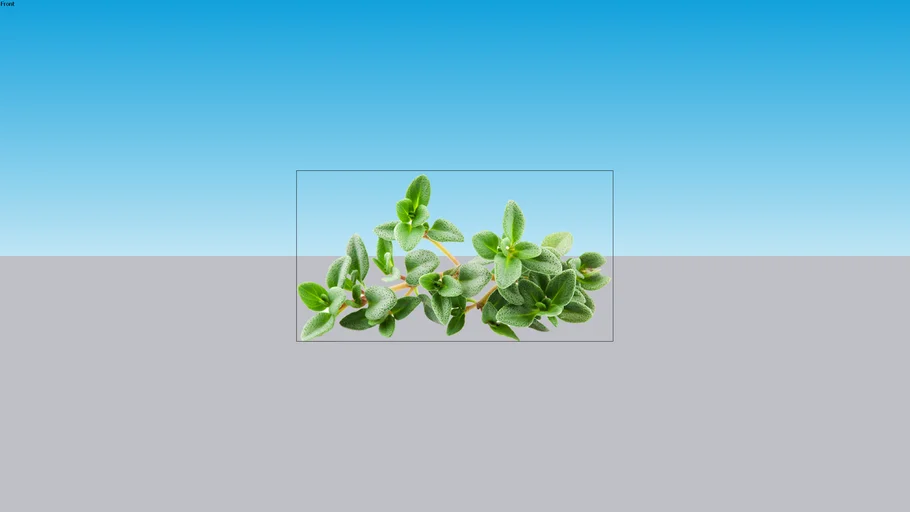 krokot hijau Portulaca