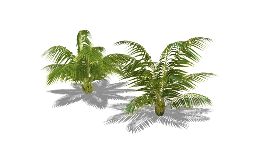 Palmeira