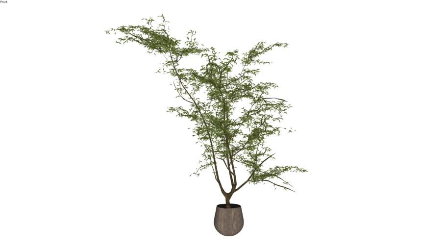 Tree in Messing Pot