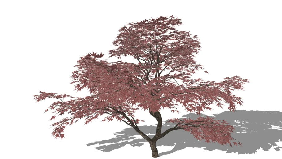 3D Landscape Plant - Japanese Maple Tree Mature