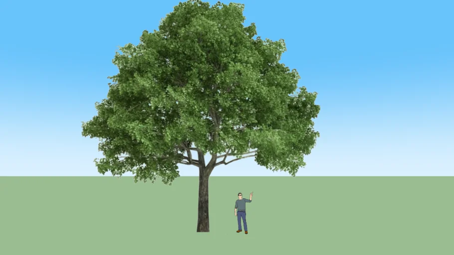 OAK TREE IN SPRING 2D SILHOUETTE TYPE TEXTURE TRANSPARENT BACKGROUND