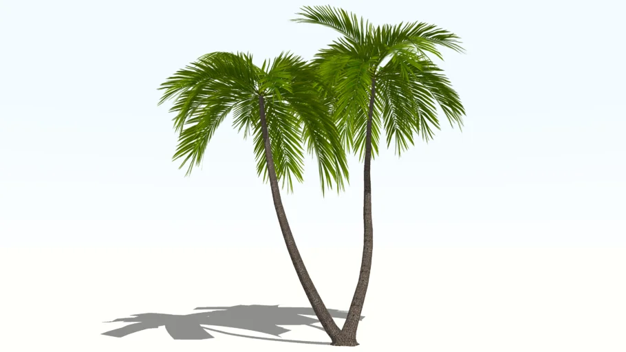 Tree - Tropical - Palm Trees