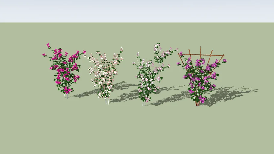 Bougainvillea glabra/spectablis