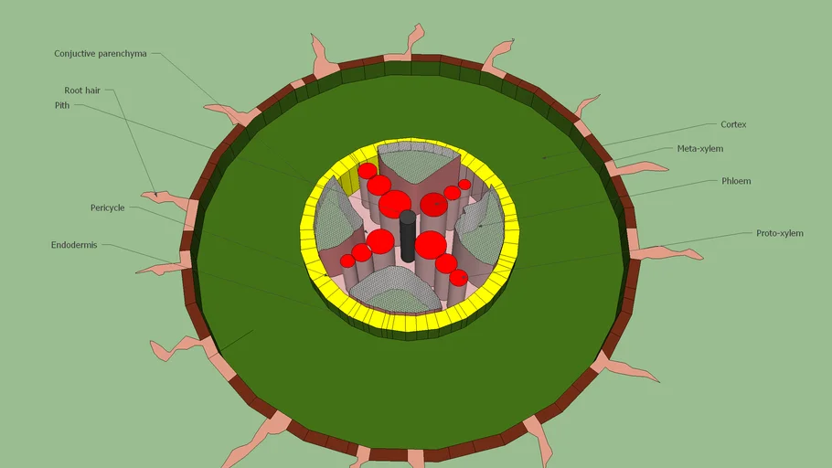 Dicot Root