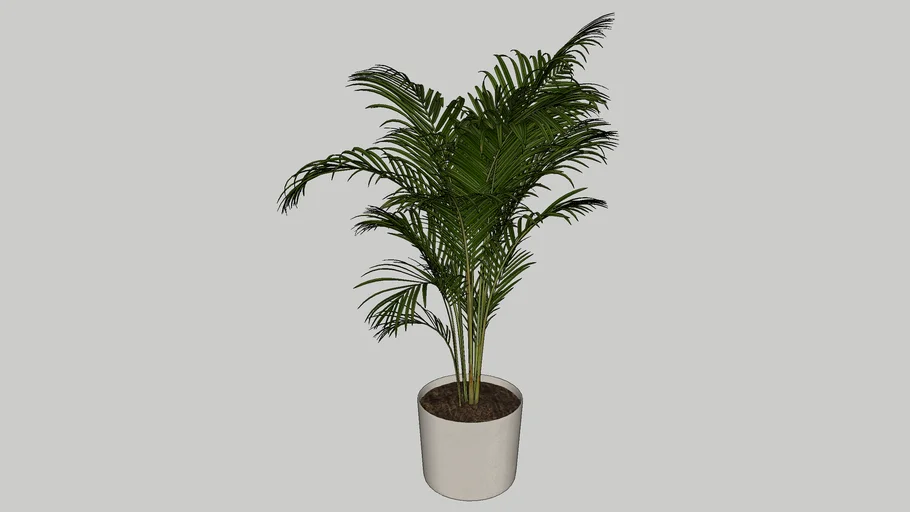 Areca no vaso