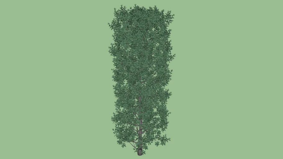 Ivy