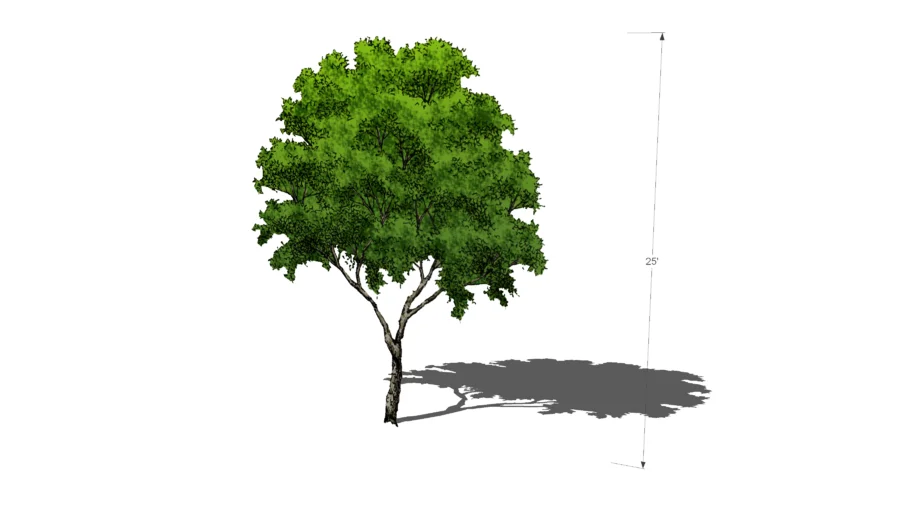 Landscape Street Tree