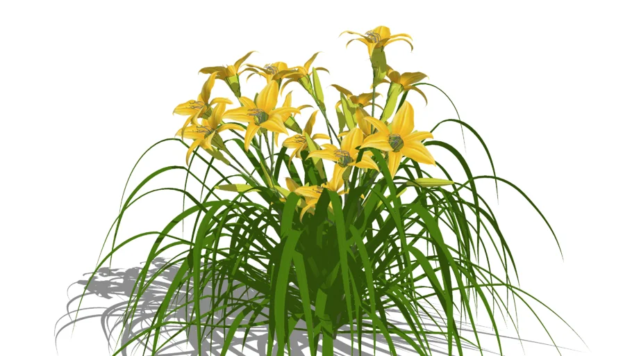 3D Landscape Plant - Hemerocallis fulva 'Endlesslily' Yellow Daylily