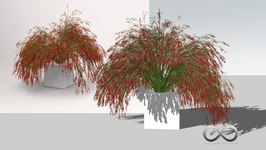 Russelia Equisetiformis "Coral Plant"