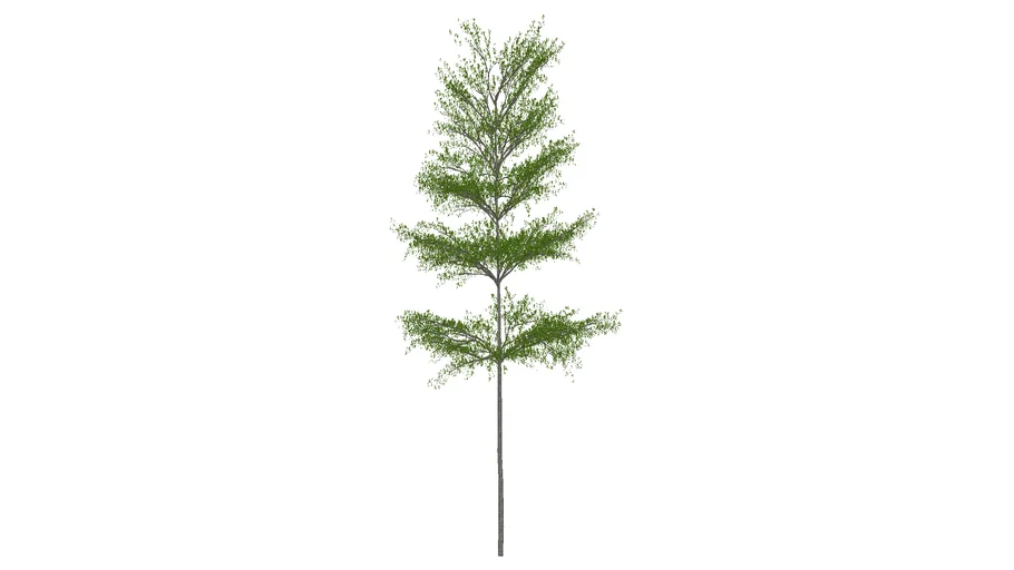 Tree 3D Young Terminalia