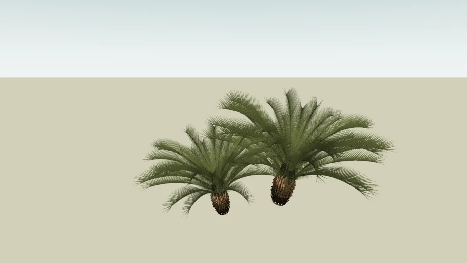 CICA REVOLUTA CYCA