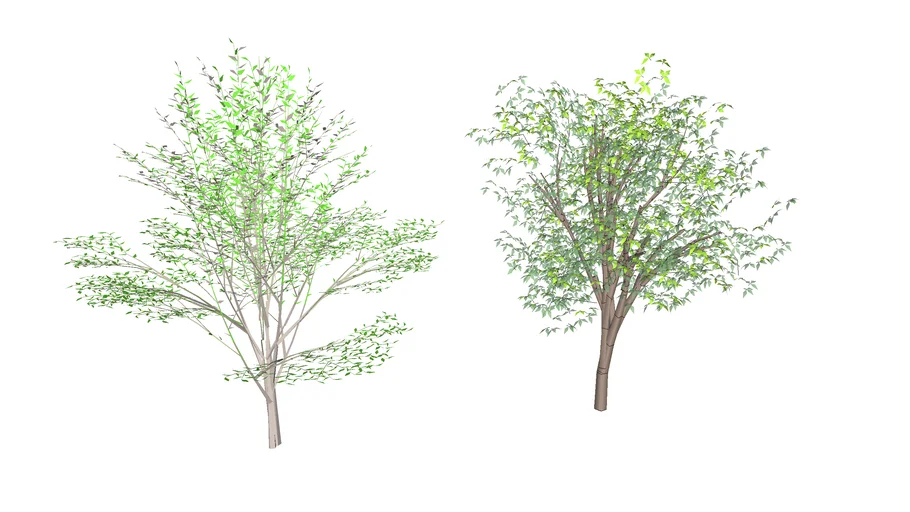 3D TREES
