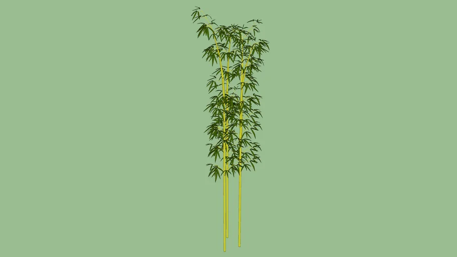 Phyllostachys Aurea