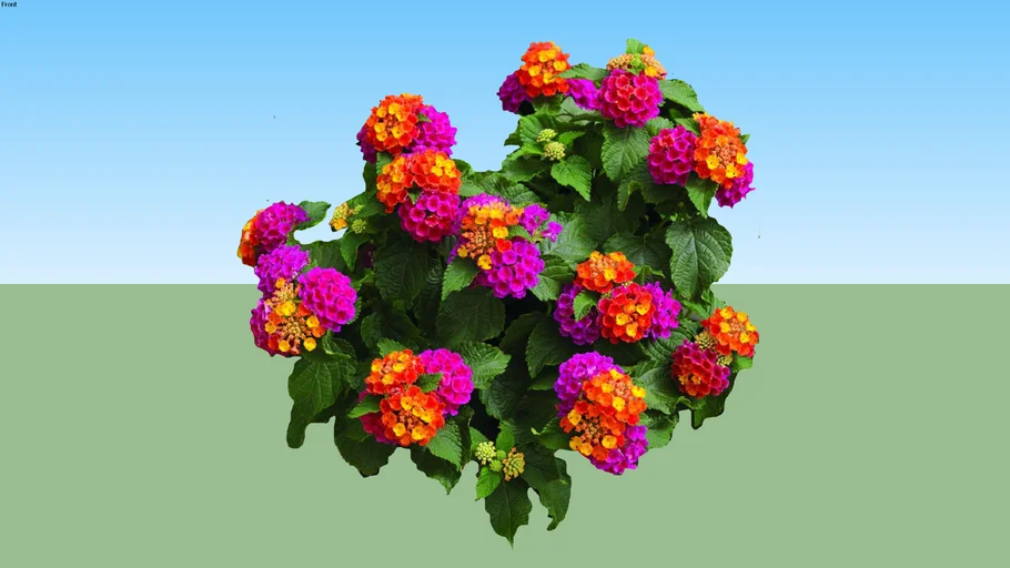 lantana colorida