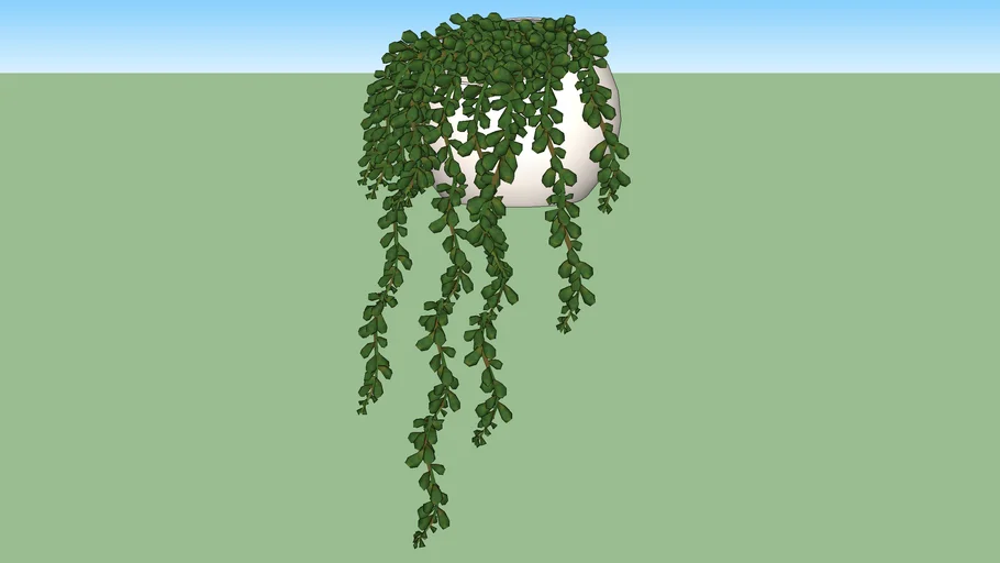 SUCULENTA COLAR DE PÉROLAS - SENECIO ROWLEYANUS