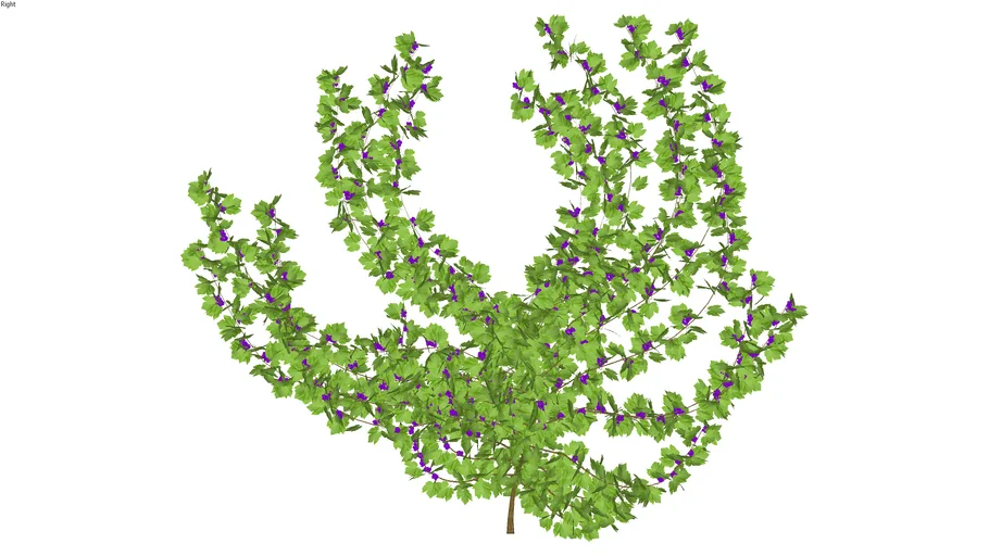 grape vine 1 | 3D Warehouse