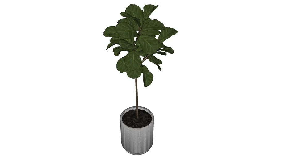 plant