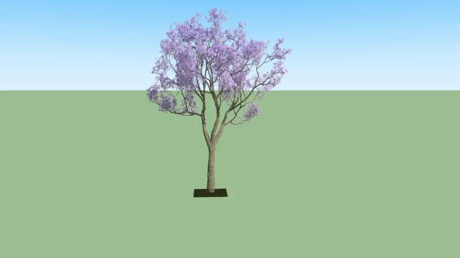 jacaranda 1