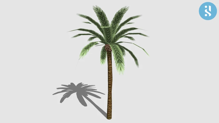 palmera
