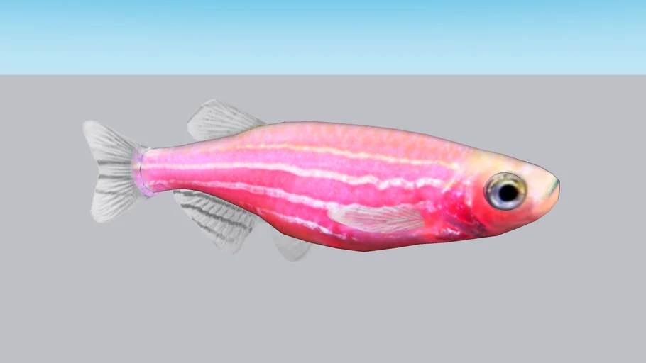 Danio Cebra Transgenico Rosa (Danio rerio)