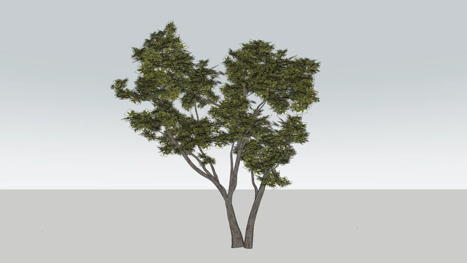 Jeph-Tree 01 | 3D Warehouse