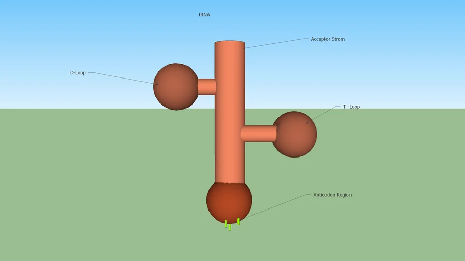 t-RNA (Transfer RNA)