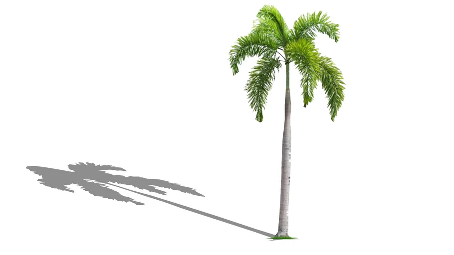 Palm Tree