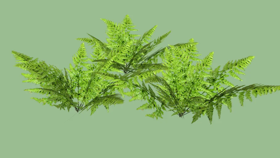 asplenium adiantum/ Fern/Dương xỉ/ Plant