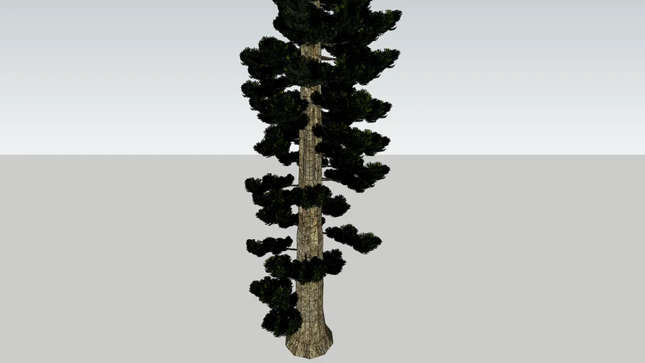 Macrophylllus Tree-cây tùng la hán