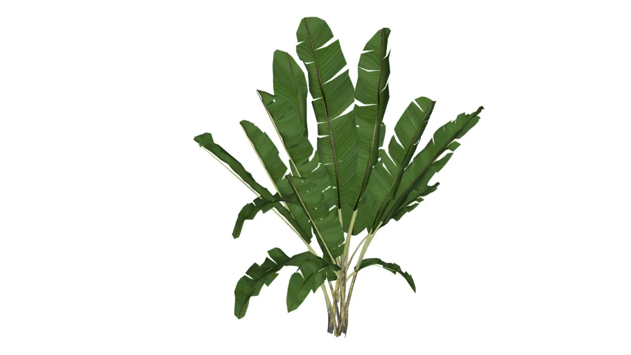 Plant tropical
